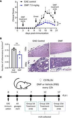 Dimethyl fumarate modulates the regulatory T cell response in the mesenteric lymph nodes of mice with experimental autoimmune encephalomyelitis